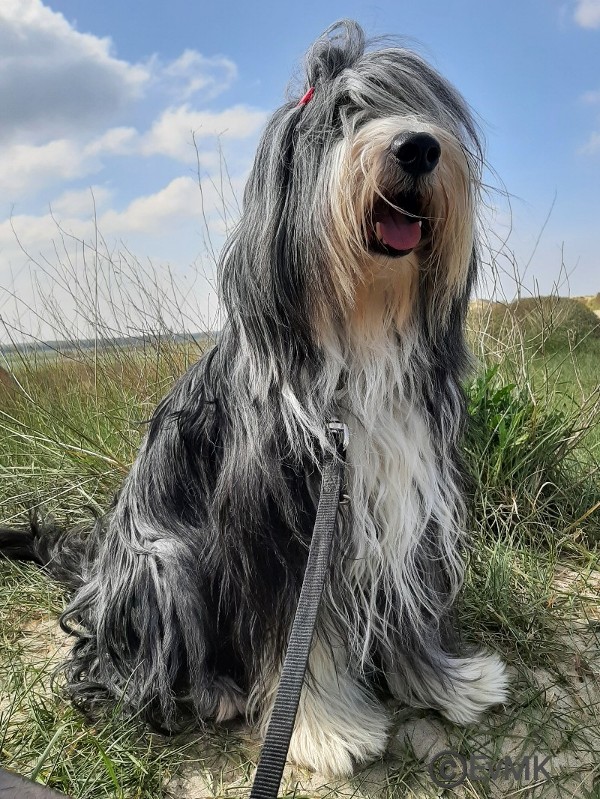 bearded collie ZemoraRiva Loving secrets, Sogno